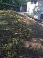 Green Lizard Lawn and Ground Care image 1